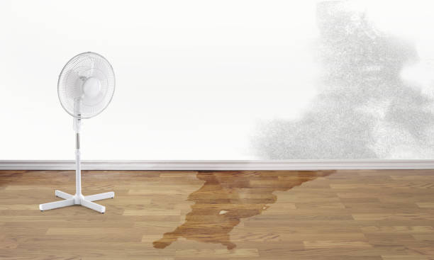Best Flood restoration services  in Shadeland, IN